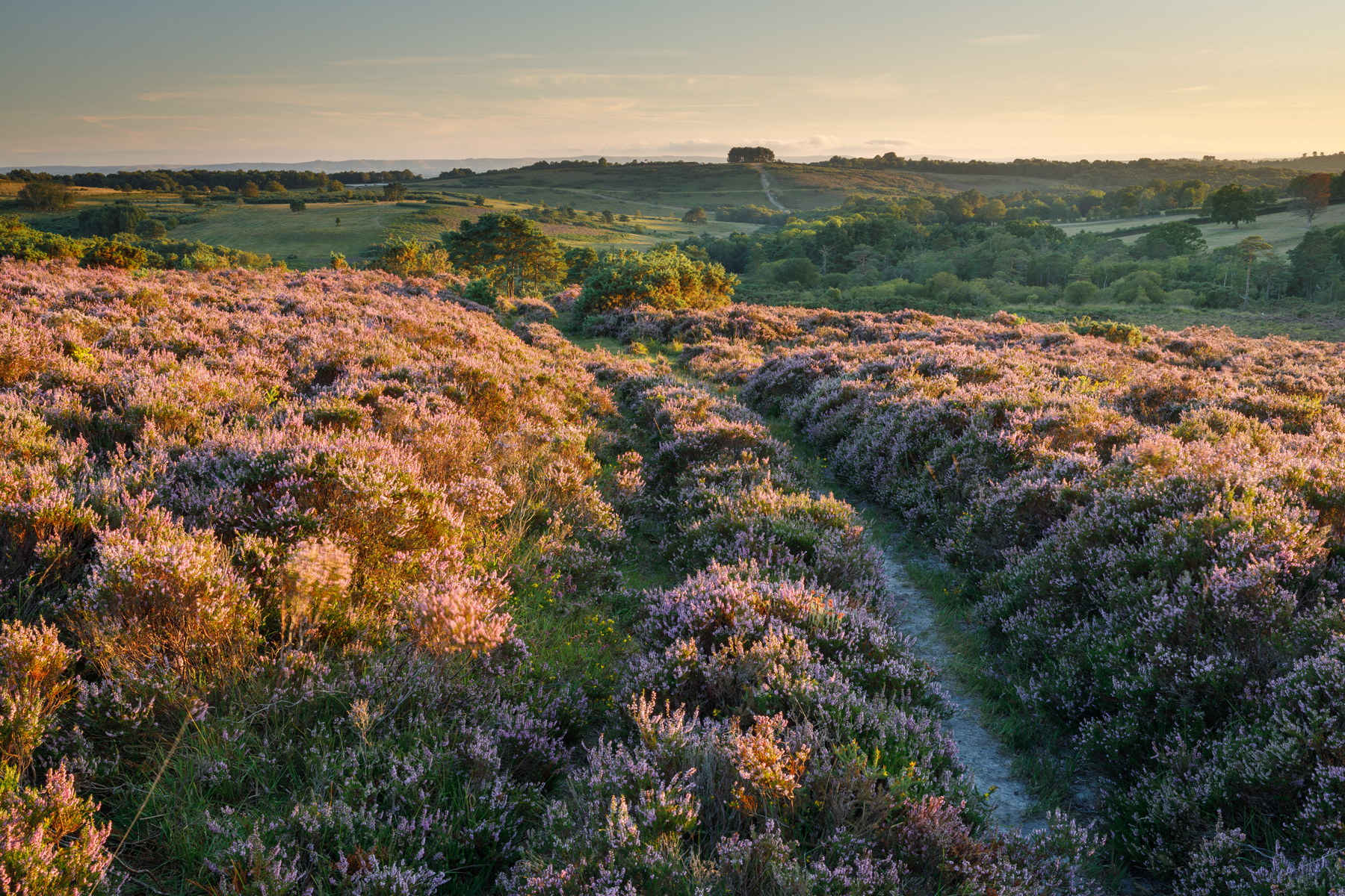 Winnie The Pooh’s Ashdown Forest in Sussex looking for nature recovery
