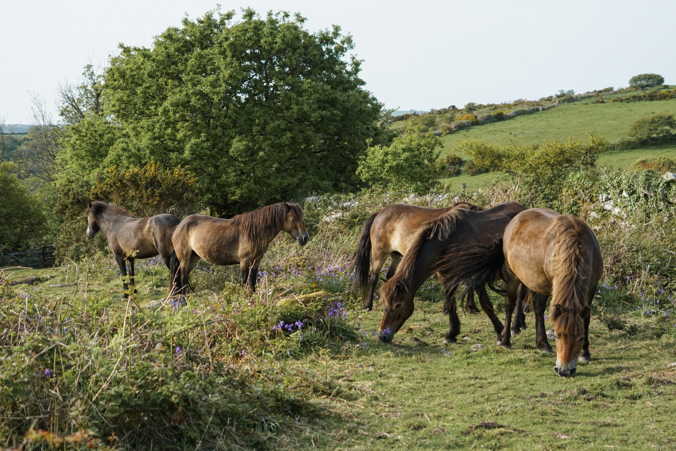 Hamatethy Farm - Exmoor ponies in the fields