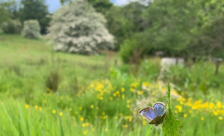 Common Blue Butterfly at Garn Wen