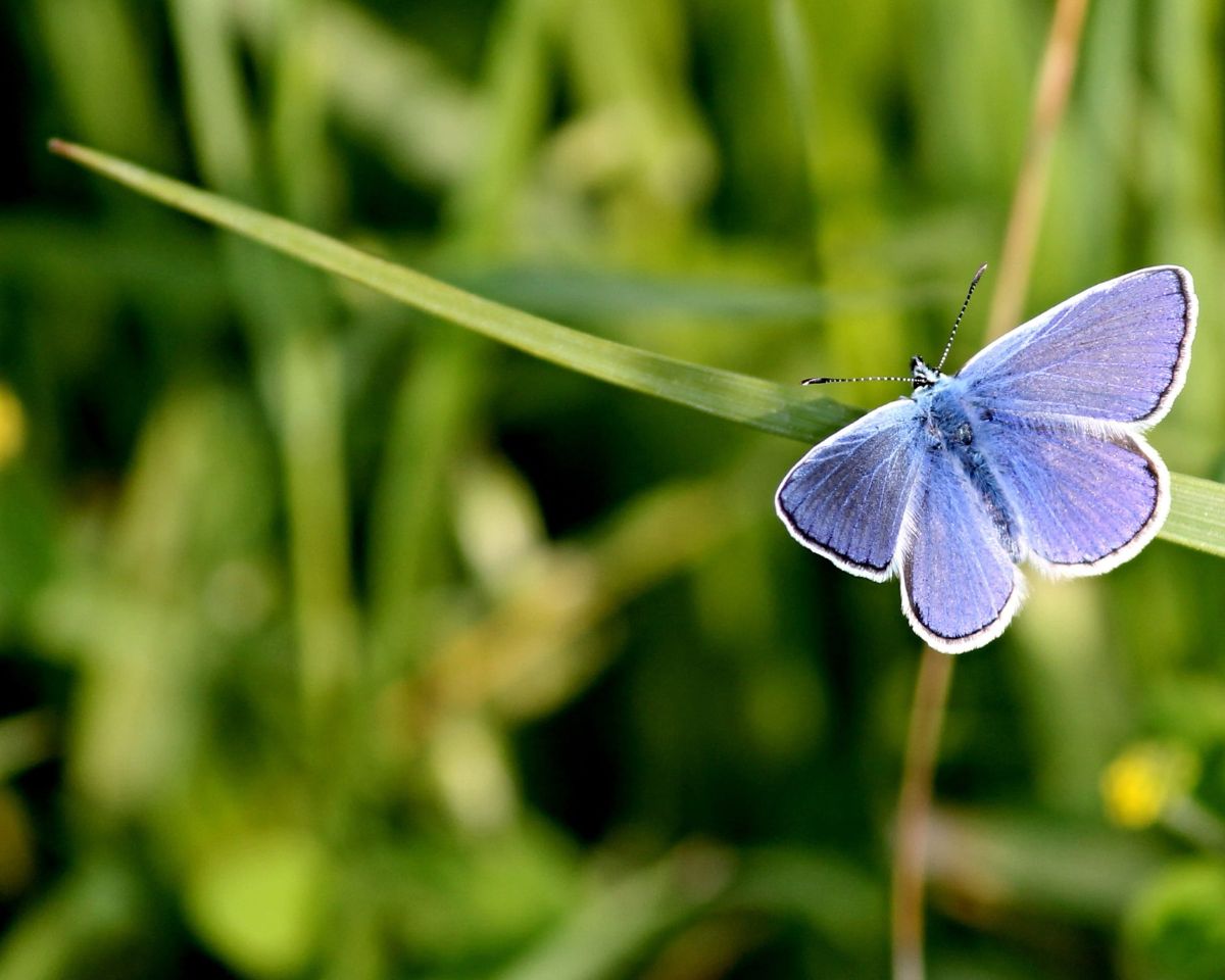 Common blue butterfly on grass