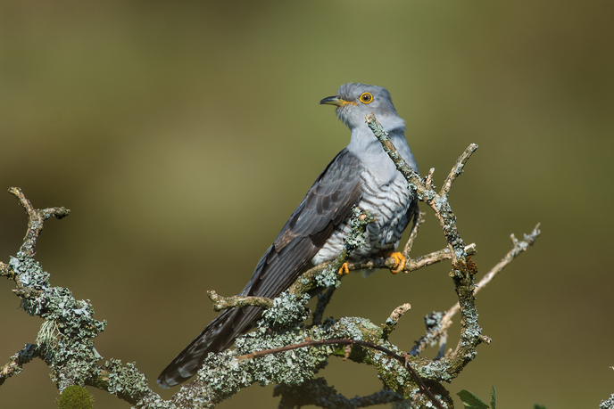 Cuckoo in Cornwall, Image by Adrian Langdon