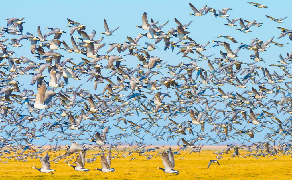 Geese over wetlands