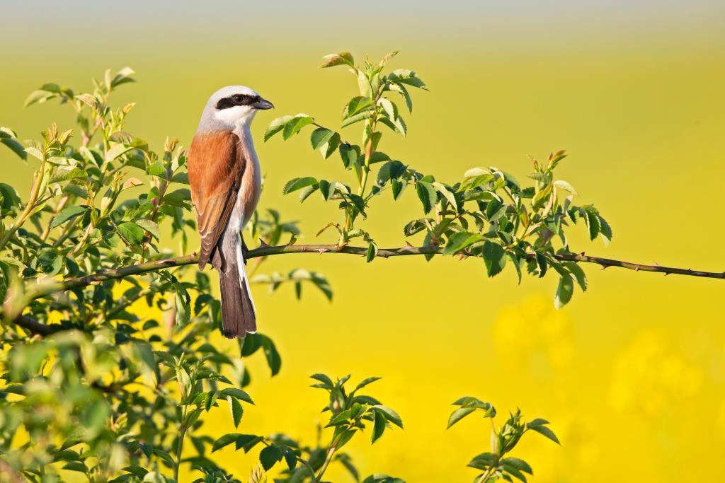 A male Red-backed shrike (Lanius collurio) perched on a branch
