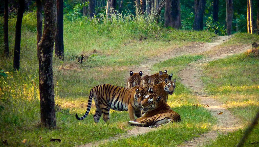 The Tigress who saved an Indian wilderness