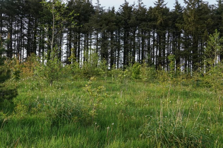 Woodland and Peatland Carbon Codes